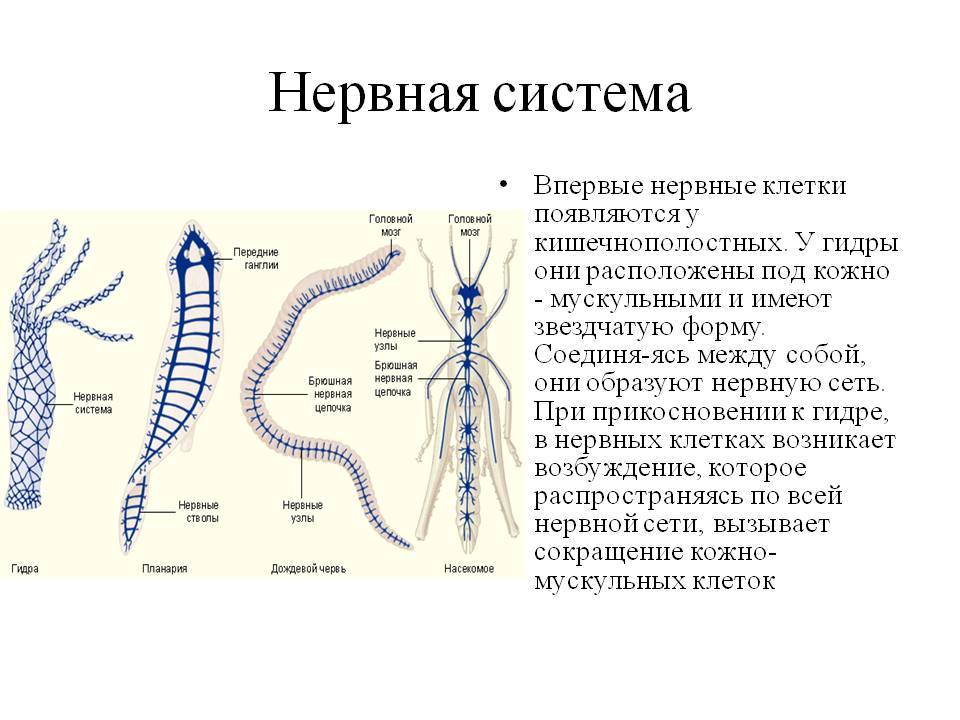 Kraken12 at сайт